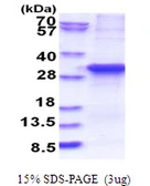 Human ASB13 protein, His tag. GTX68744-pro