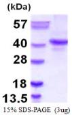 Human Nanog protein. GTX68749-pro