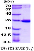 Human ARL14 protein, His tag. GTX68751-pro