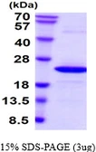 Human PTGES2 protein, His tag. GTX68752-pro