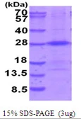 Human THOC7 protein, His tag. GTX68754-pro