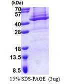 Human Apolipoprotein L4 protein, His tag. GTX68764-pro