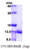 Human URM1 protein, His tag. GTX68770-pro
