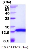 Human SH3BGRL3 protein, His tag. GTX68778-pro