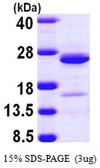 Human NCALD protein, His tag. GTX68794-pro