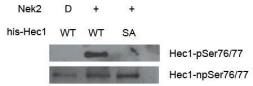 Anti-Hec1 (non-phospho Ser 76/77) antibody used in Western Blot (WB). GTX70014