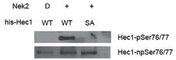 Anti-Hec1 (non-phospho Ser 76/77) antibody used in Western Blot (WB). GTX70014