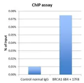 Anti-BRCA1 antibody [17F8] - ChIP grade used in ChIP assay (ChIP assay). GTX70111