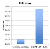 Anti-BRCA1 antibody [6B4] - ChIP grade used in ChIP assay (ChIP assay). GTX70115