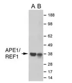 Anti-APE1 antibody used in Western Blot (WB). GTX70129