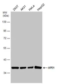 Anti-APE1 antibody used in Western Blot (WB). GTX70130