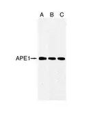 Anti-APE1 antibody [2104] used in Western Blot (WB). GTX70131