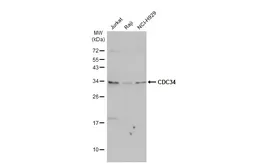 Anti-CDC34 antibody used in Western Blot (WB). GTX70135