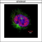 Anti-CENPF antibody [14C10 1D8] used in Immunocytochemistry/ Immunofluorescence (ICC/IF). GTX70137