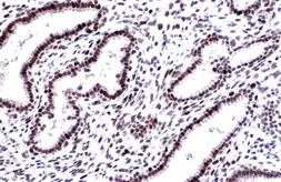 Anti-DNA ligase I antibody [10H5] used in IHC (Paraffin sections) (IHC-P). GTX70141