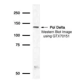 Anti-DNA polymerase delta antibody used in Western Blot (WB). GTX70151
