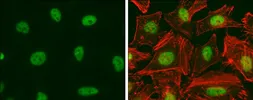 Anti-E2F1 antibody [16G7] used in Immunocytochemistry/ Immunofluorescence (ICC/IF). GTX70163