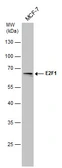 Anti-E2F1 antibody [6B5] used in Western Blot (WB). GTX70167