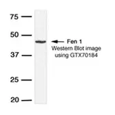 Anti-FEN1 antibody used in Western Blot (WB). GTX70184