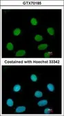 Anti-FEN1 antibody [4E7] used in Immunocytochemistry/ Immunofluorescence (ICC/IF). GTX70185