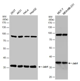 Anti-Jab1 antibody [2A10.8] used in Western Blot (WB). GTX70203