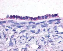 Anti-Jab1 antibody [6C3.38] used in Immunohistochemistry (IHC). GTX70205