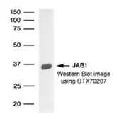 Anti-Jab1 antibody [8H8.5] used in Western Blot (WB). GTX70207