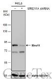 Anti-Mre11 antibody [12D7] used in Western Blot (WB). GTX70212