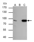 Anti-Nuclear Matrix Protein p84 antibody [5E10] used in Immunoprecipitation (IP). GTX70220