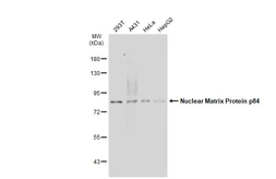 Anti-Nuclear Matrix Protein p84 antibody [5E10] used in Western Blot (WB). GTX70220