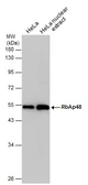 Anti-RbAp48 antibody [11G10] used in Western Blot (WB). GTX70232