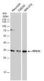Anti-RPA32 antibody [12F3.3] used in Western Blot (WB). GTX70243