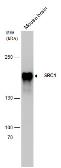 Anti-SRC1 antibody [1135] used in Western Blot (WB). GTX70250
