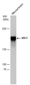 Anti-SRC1 antibody [1135] used in Western Blot (WB). GTX70250
