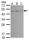 Anti-TSG101 antibody [4A10] used in Western Blot (WB). GTX70255
