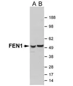 Anti-FEN1 antibody used in Western Blot (WB). GTX70257
