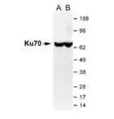 Anti-Ku70 antibody used in Western Blot (WB). GTX70259
