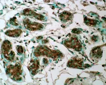 Anti-GPX7 antibody [2704] used in Immunohistochemistry (IHC). GTX70266