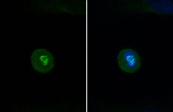 Anti-Hec1 antibody [9G3.23] used in Immunocytochemistry/ Immunofluorescence (ICC/IF). GTX70268