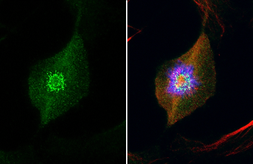 Anti-Hec1 antibody [9G3.23] used in Immunocytochemistry/ Immunofluorescence (ICC/IF). GTX70268