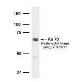 Anti-Ku70 antibody [1.5] used in Western Blot (WB). GTX70271