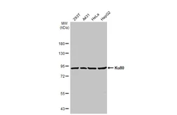 Anti-Ku80 antibody used in Western Blot (WB). GTX70273