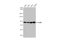 Anti-Ku80 antibody [9403] used in Western Blot (WB). GTX70274