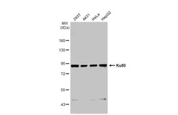 Anti-Ku80 antibody [149.8] used in Western Blot (WB). GTX70276