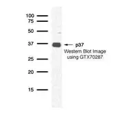 Anti-p37 antibody used in Western Blot (WB). GTX70287
