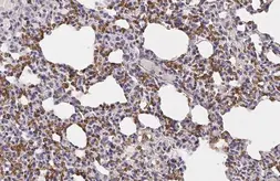 Anti-TRF1 antibody [8A5] used in IHC (Paraffin sections) (IHC-P). GTX70290