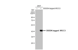 Anti-XRCC3 antibody used in Western Blot (WB). GTX70292