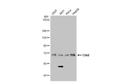 Anti-Chk2 antibody [8F12] used in Western Blot (WB). GTX70295