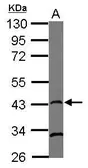 Anti-Rad51 antibody [13E4] used in Western Blot (WB). GTX70296