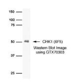 Anti-Chk1 antibody [6F5] used in Western Blot (WB). GTX70303